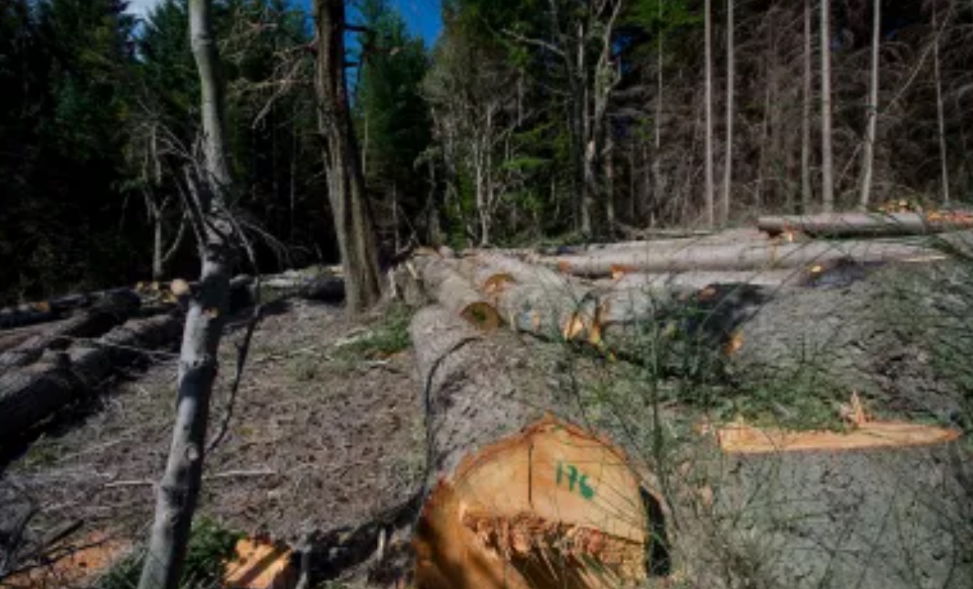 Denuncian tala de árboles en zona clave para el abastecimiento de agua ...