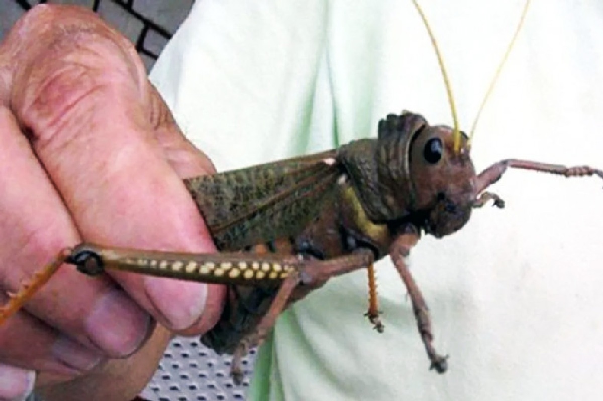 SENASA declara emergencia fitosanitaria en la Patagonia por expansión de la Tucura Sapo