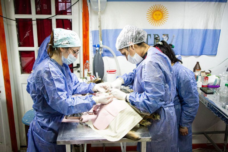 Río Grande: el Municipio abrió la agenda para castraciones gratuitas