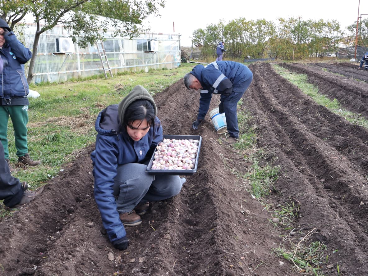 Río Grande avanza con una nueva siembra de ajo violeta fueguino y apuesta a la producción local