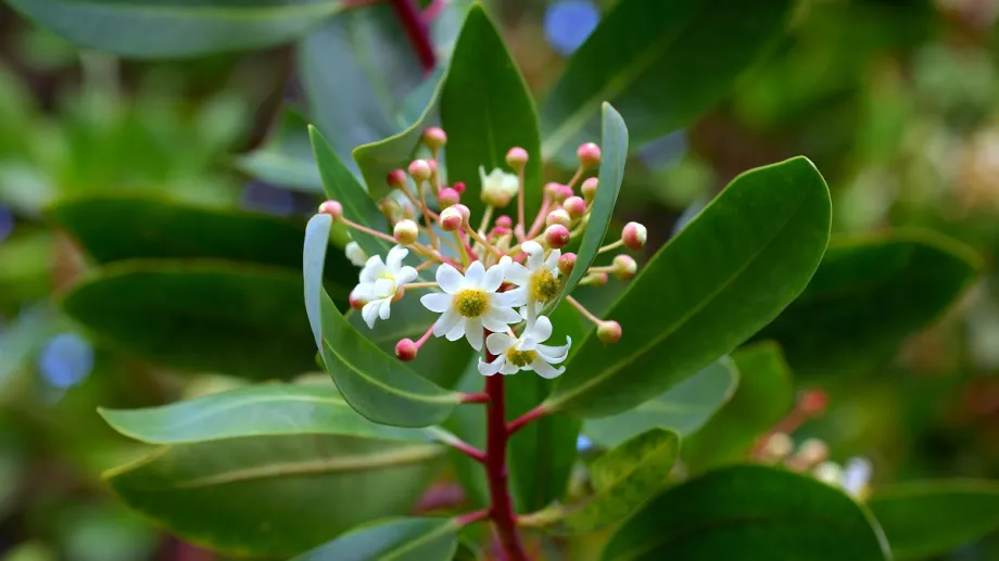 El Canelo, el árbol sagrado y medicinal de los pueblos originarios fueguinos