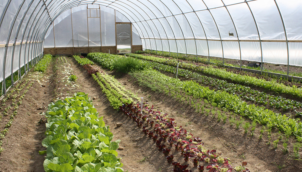 Río Grande será sede de una nueva capacitación en normativa orgánica aplicada a la producción hortícola