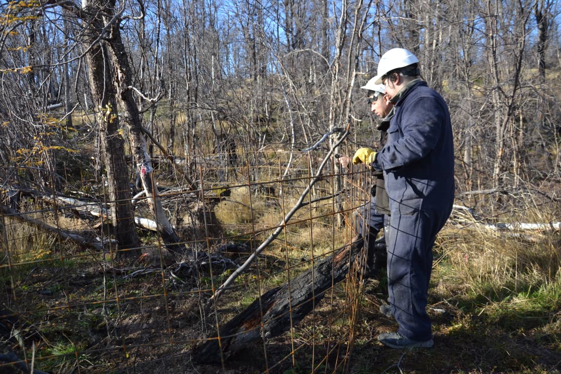 Avanza la reforestación en la Reserva Corazón de la Isla tras el incendio de 2022