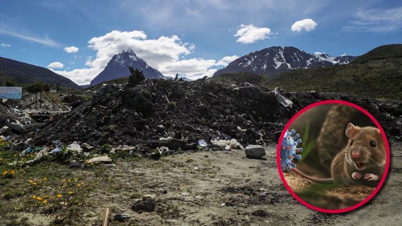 Investigan el caso de hantavirus y descartan circulación activa del virus en Tierra del Fuego