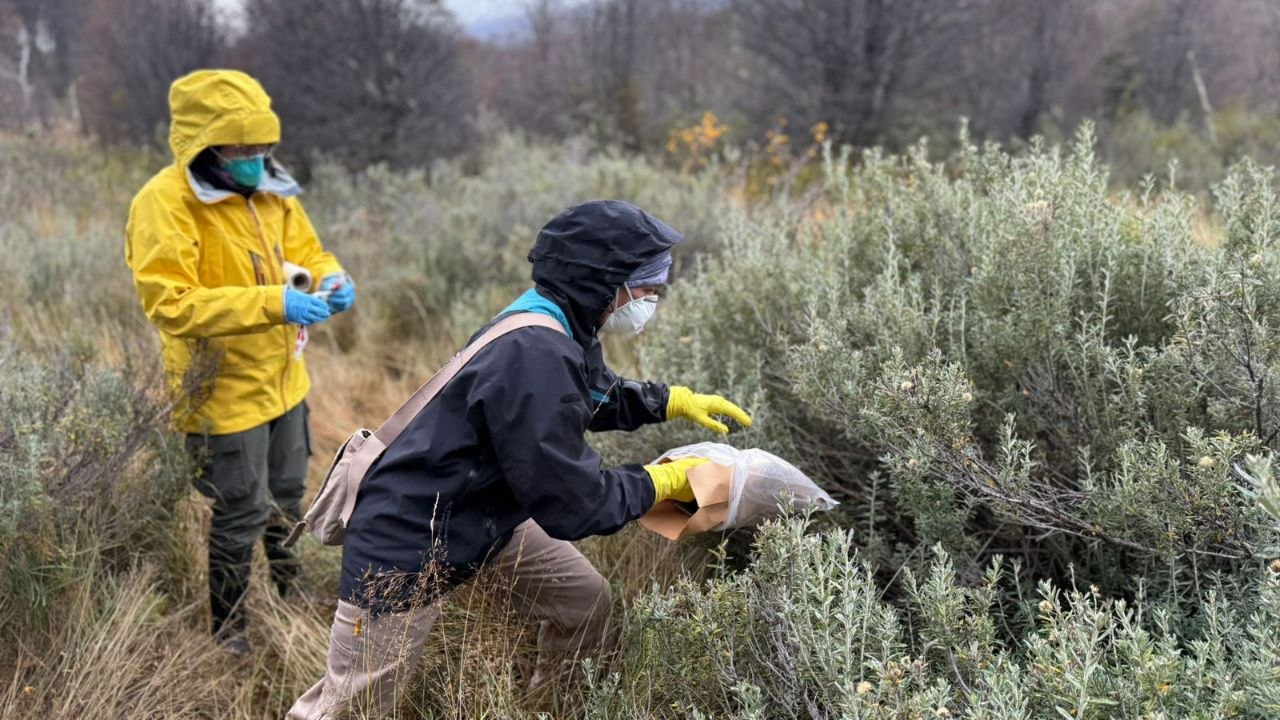 Provincia y Malbrán desplegaron un operativo con 150 trampas para monitorear hantavirus en Ushuaia