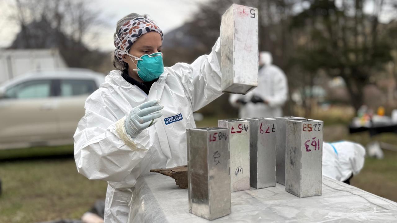 Finalizó el operativo de vigilancia por hantavirus en Ushuaia y no detectaron presencia de ratón colilargo