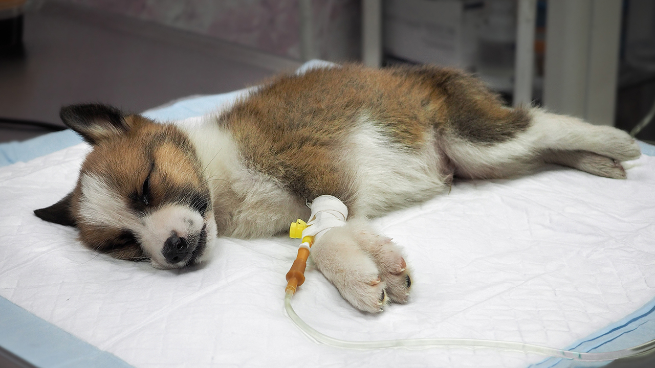 Alertan por un brote de parvovirus canino en Ushuaia y suspendieron la “caninata”
