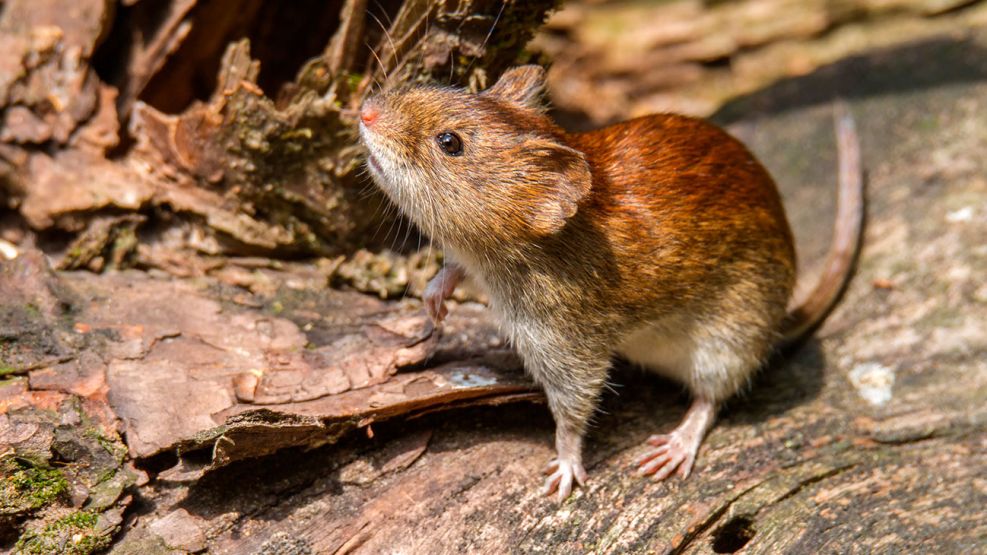 El Ministerio de Salud emitió un comunicado por los casos de hantavirus en un crucero vinculado a Ushuaia
