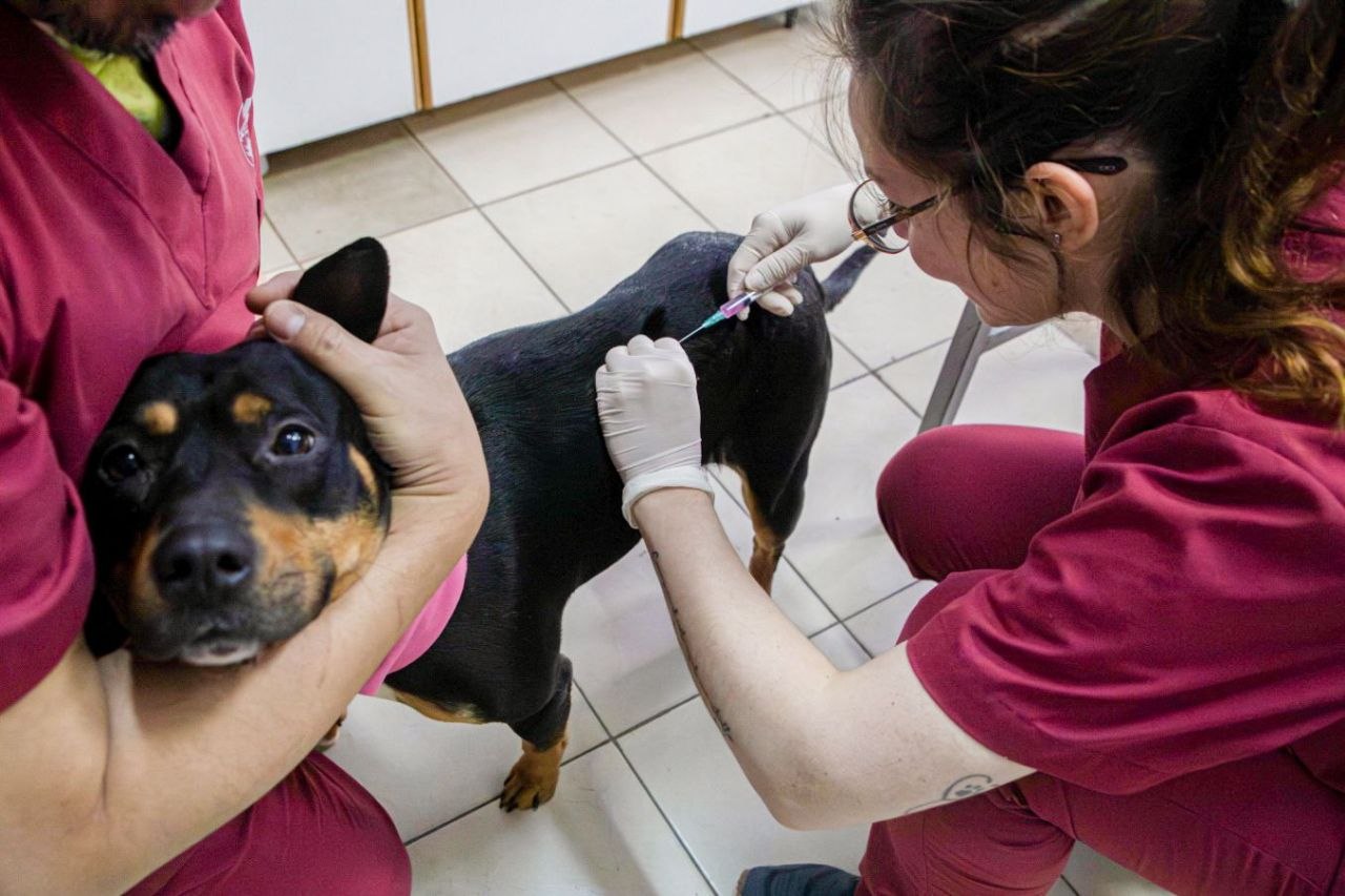 Más de 170 vacunas aplicadas y cuatro adopciones en una nueva jornada de cuidado animal