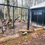 Abolsky rechazó las denuncias por maltrato animal y aseguró que recibió Valle de Lobos con 51 perros en estado crítico
