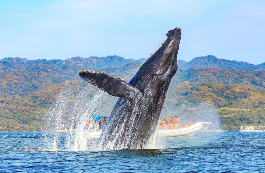 Crece la presencia de ballenas en el canal&hellip;